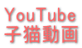 YouTube 子猫動画